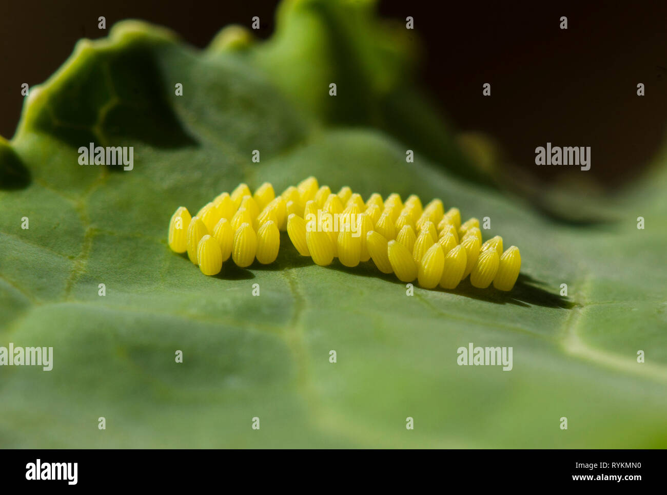 Eggs of Large white butterfly, Pieris brassicae on cabbage, Spain Stock