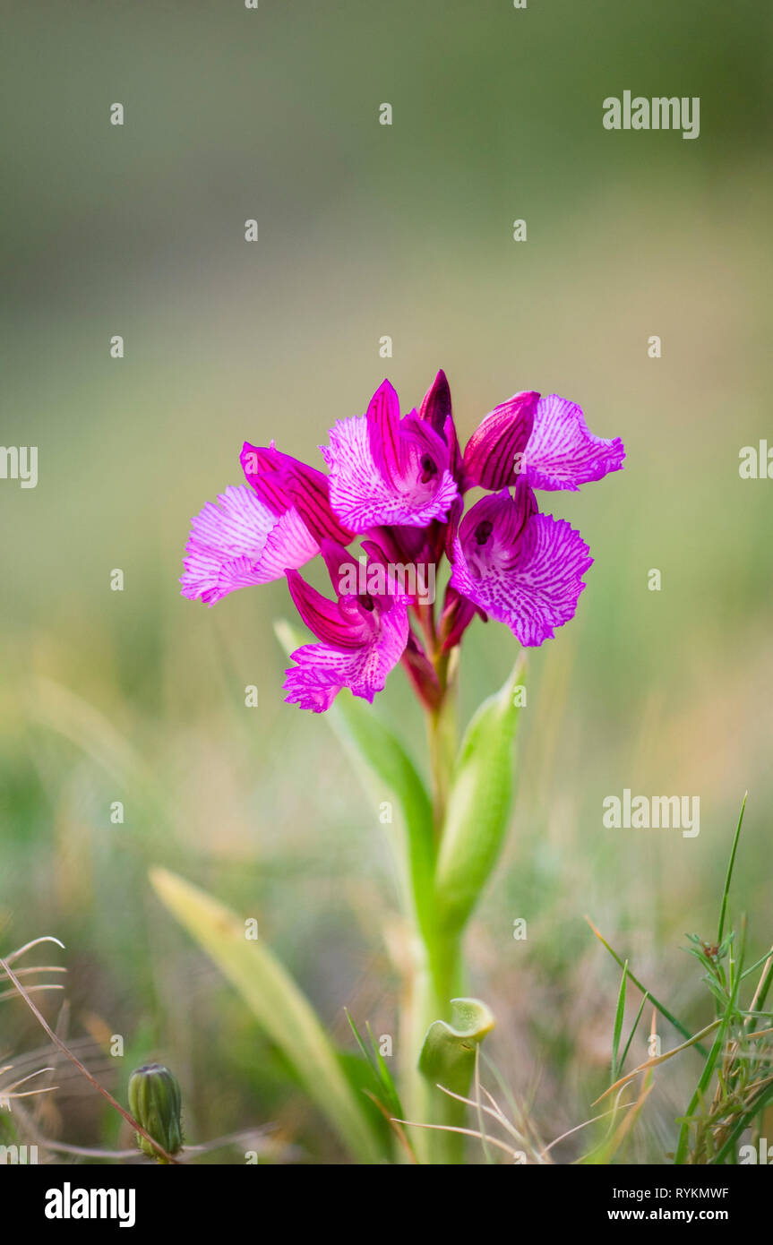 Pink Butterfly Orchid, Orchis papilionacea, Andalusia, Spain Stock Photo
