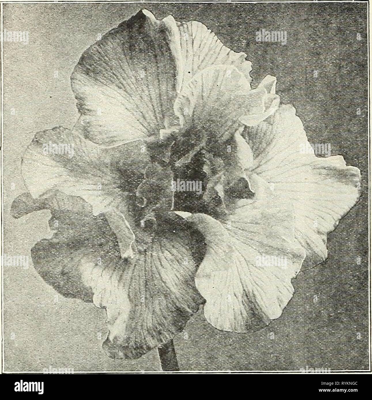 Dreer's wholesale price list : flower seeds for florists plants for florists bulbs for florists vegetable seeds fertilizers, fungicides, insecticides, implements, etc  dreerswholesalep1922henr Year: 1922  52 HENRY A.DREER, PHILADELPHIA, PA., WHOLESALE PRICE LIST    SIX-PETALED JAPANESE IRIS Dreer's Imperial Japanese Iris No. Order by name or number. 3. kosui-no-lro. Violet-blue, veined with white; 6 petals. 4. Vomo-no-uml. A fine, free-flowering early creamy-white, 6 petals. 15. Gekka=no-naml. Very early pure white. 16. kummoma-no-sora. Silvery white, suffused with soft light blue. 44. Yoshlmo Stock Photo