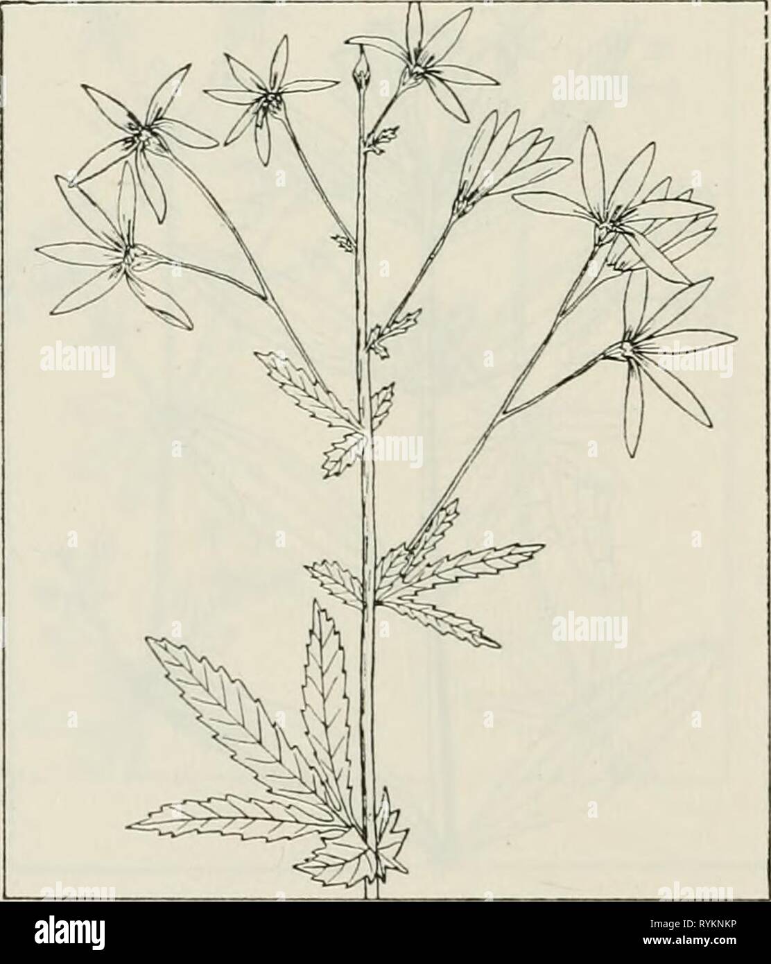 The drug plants of Illinois  drugplantsofilli44teho Year: 1951  GERANIUM MAGULATUM L. Granesbill, wild geranium, alum root. Geraniaceae.—An upright and sparingly branched, hairy herb 1 to 2 feet tall, per- ennial; rootstock (rhizome) 2 to 4 inches long, thick, with numerous scars from previous years' growths; stem slender, hairy; leaves palmately 3- to 5-parted and the divisions cleft and toothed, mostly basal, long-petioled, 3 to 6 inches wide, usually 2 or more forming an involucre; flowers rose- or violet-purple, 1 to II/2 inches wide, in loose, long-stalked clusters terminating the stems;  Stock Photo