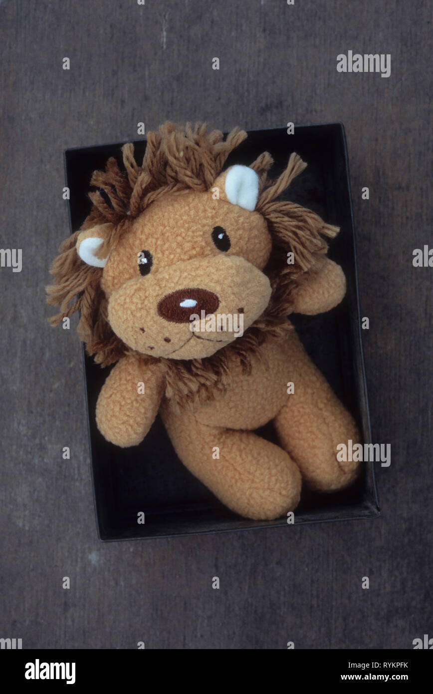 Soft cuddly stuffed toy model of light brown lion with dark brown mane sitting lying in tin box Stock Photo