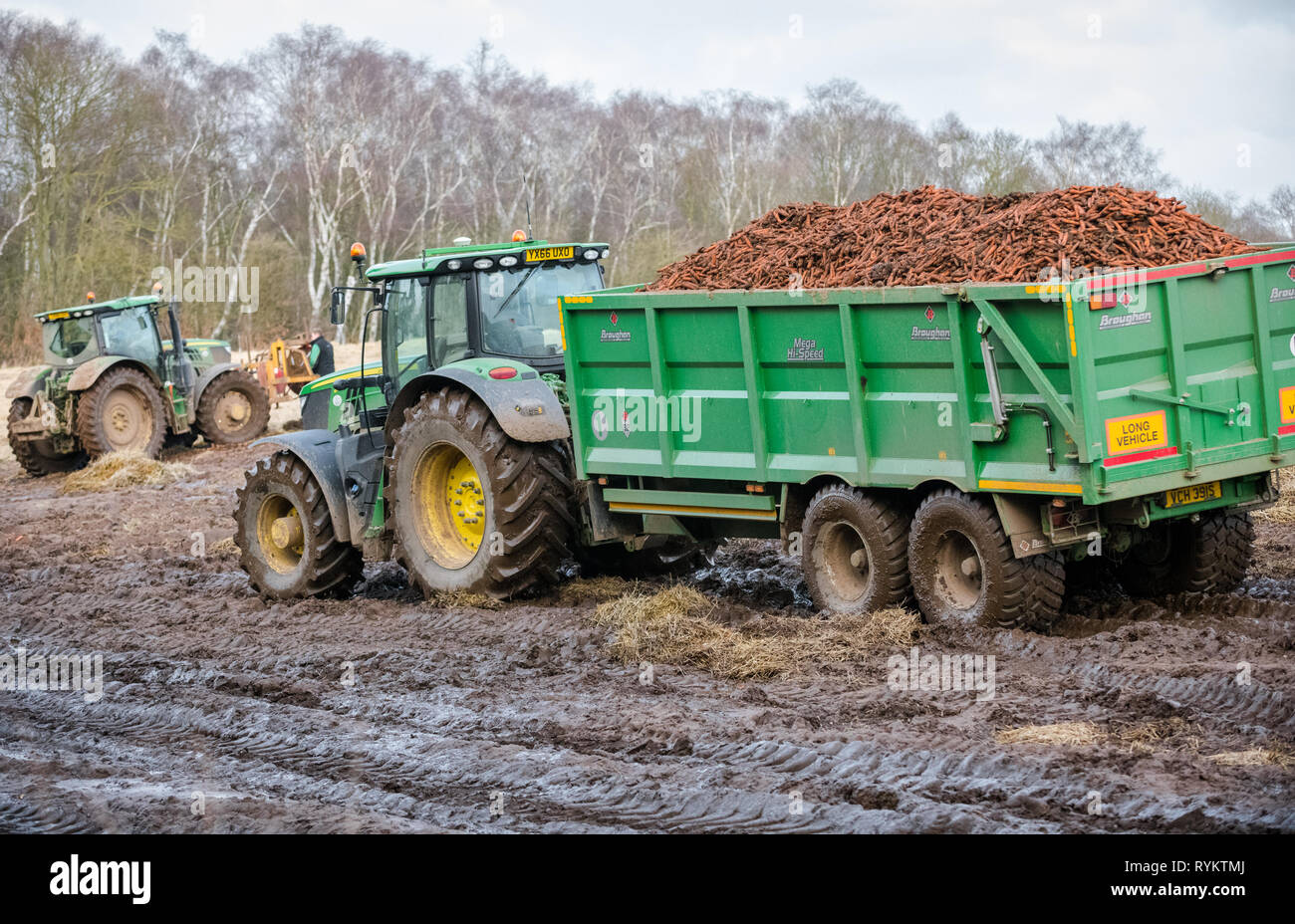 John Deere tractor pulling a large trailer loaded with carrots Stock