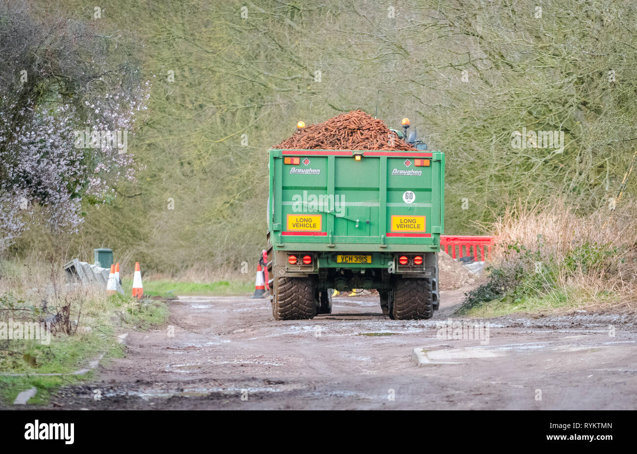 John Deere tractor pulling a large trailer loaded with carrots Stock