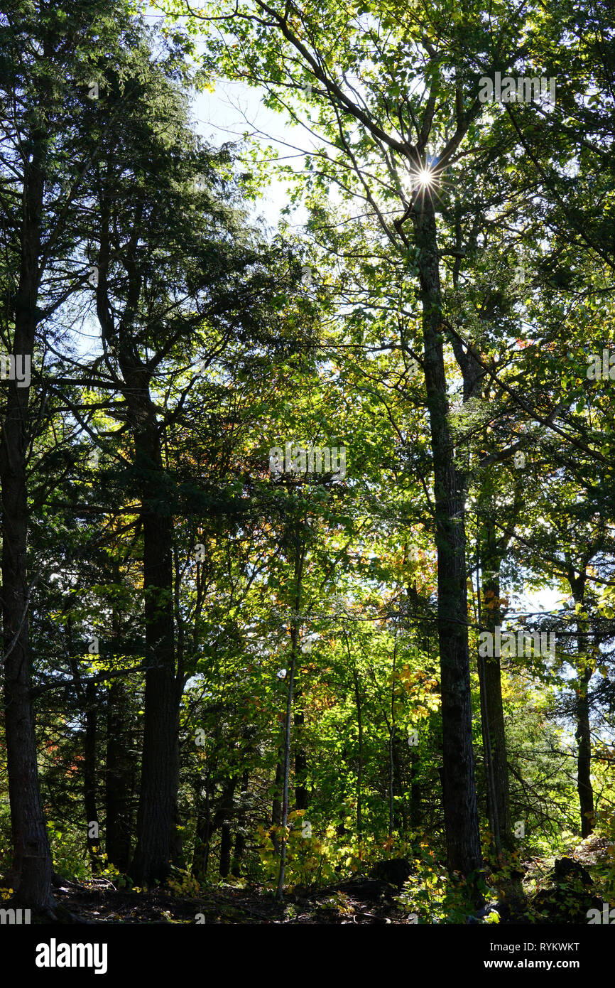 Fall Colours in Muskoka Stock Photo - Alamy