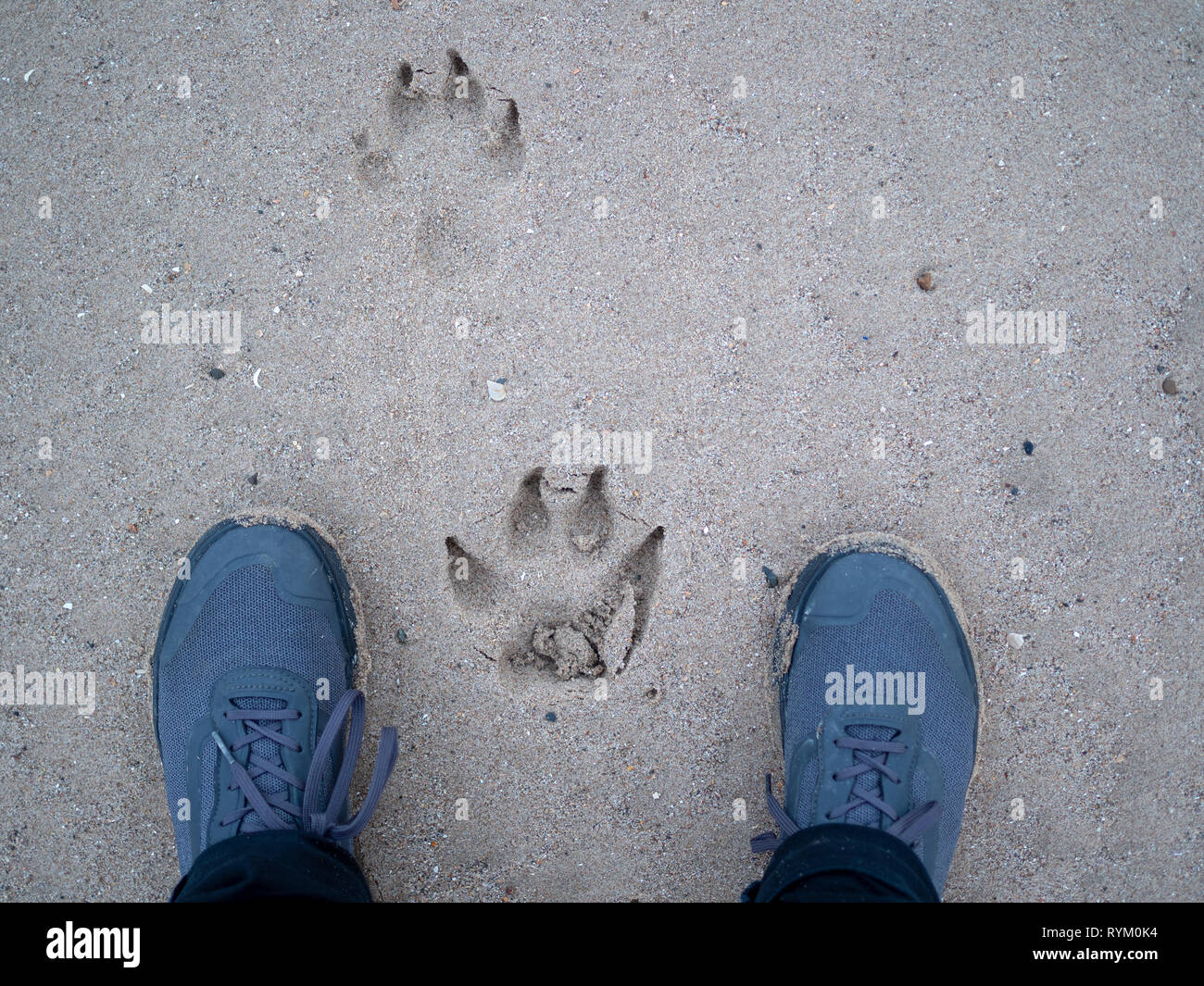 Animal footprint shoes hi-res stock photography and images - Alamy