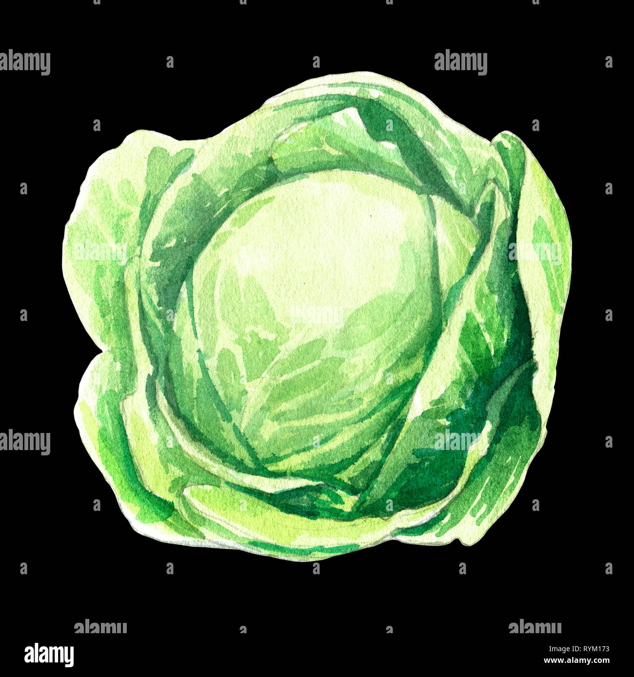 Cabbage illustration hires stock photography and images Alamy