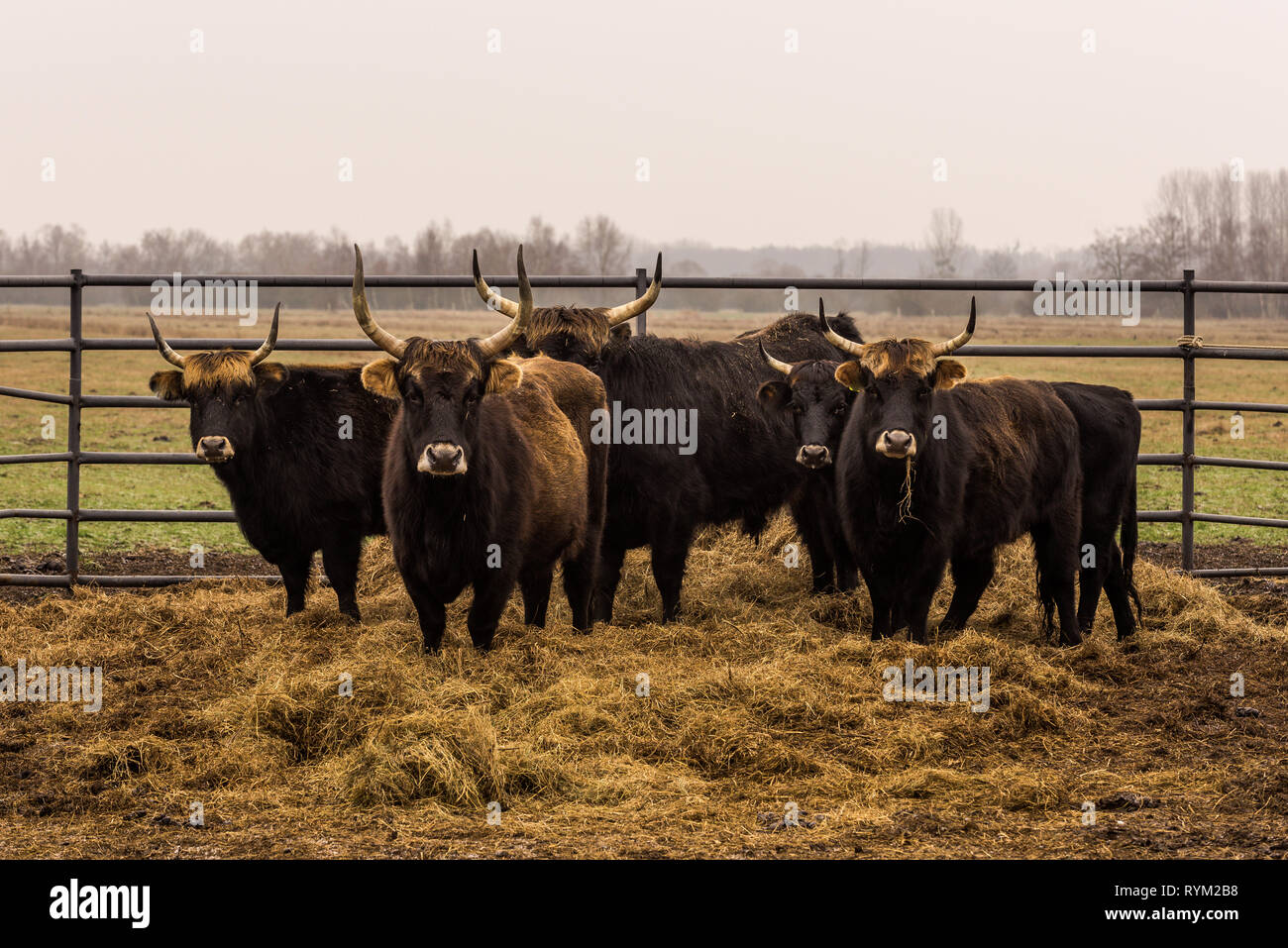Heck cattle, cow and bulls on wintry pasture with open stablel Stock Photo