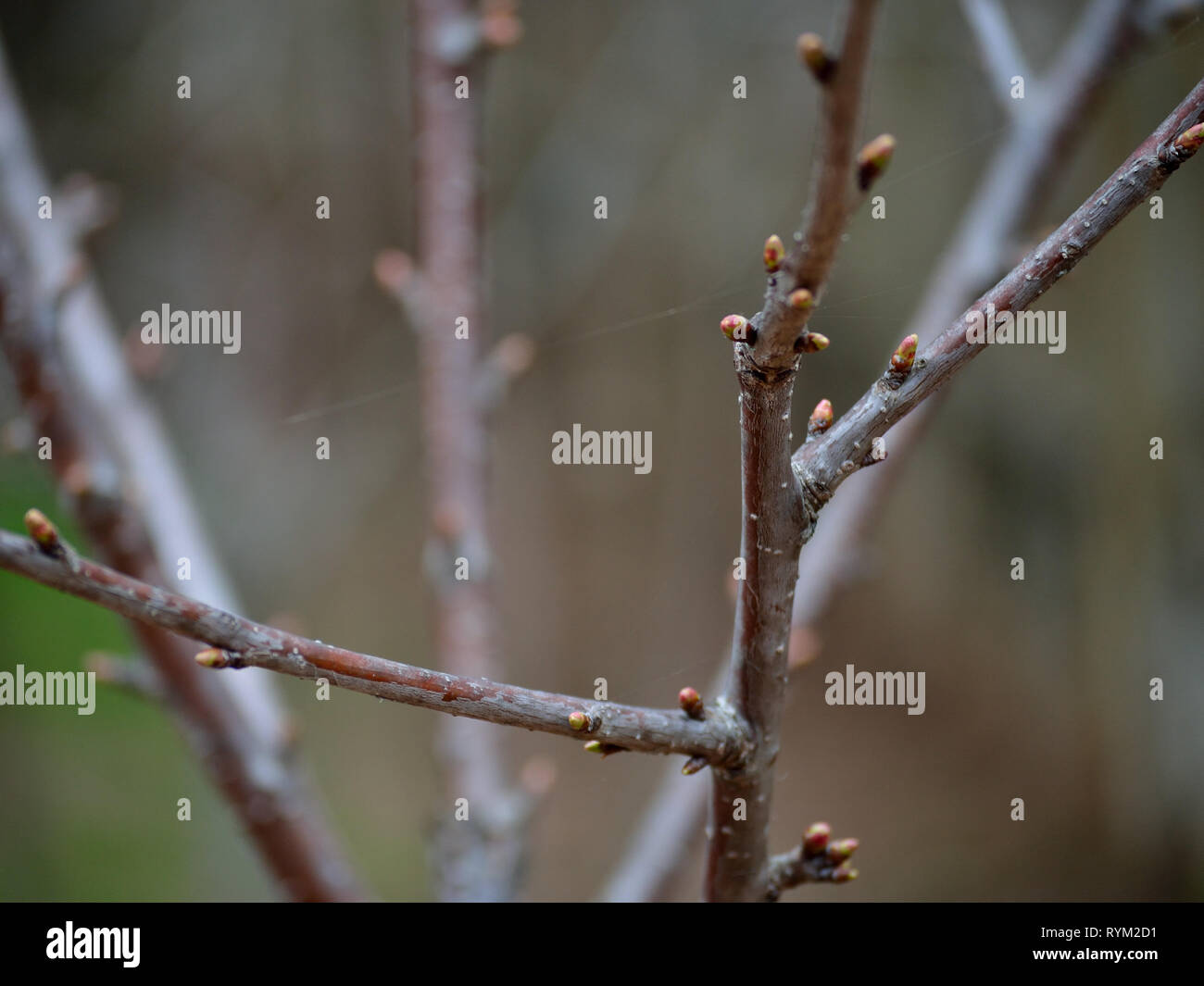 Branches with apricot buds Stock Photo