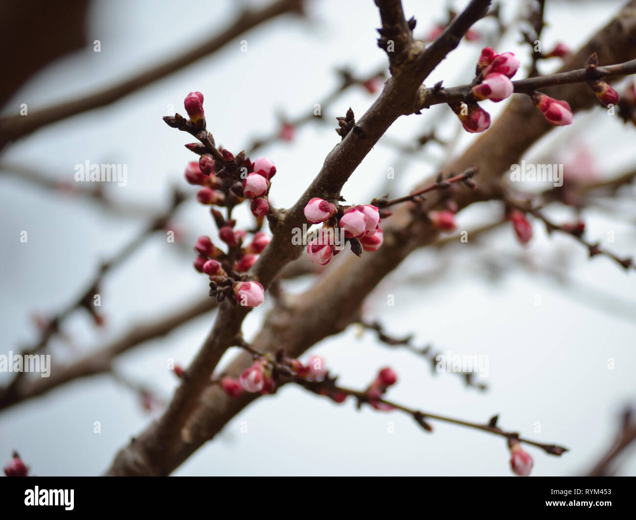 Branches with apricot buds Stock Photo