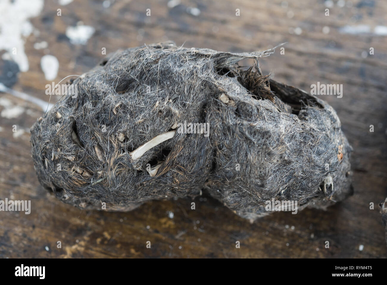 pellet and droppings of a barn owl  Stock Photo