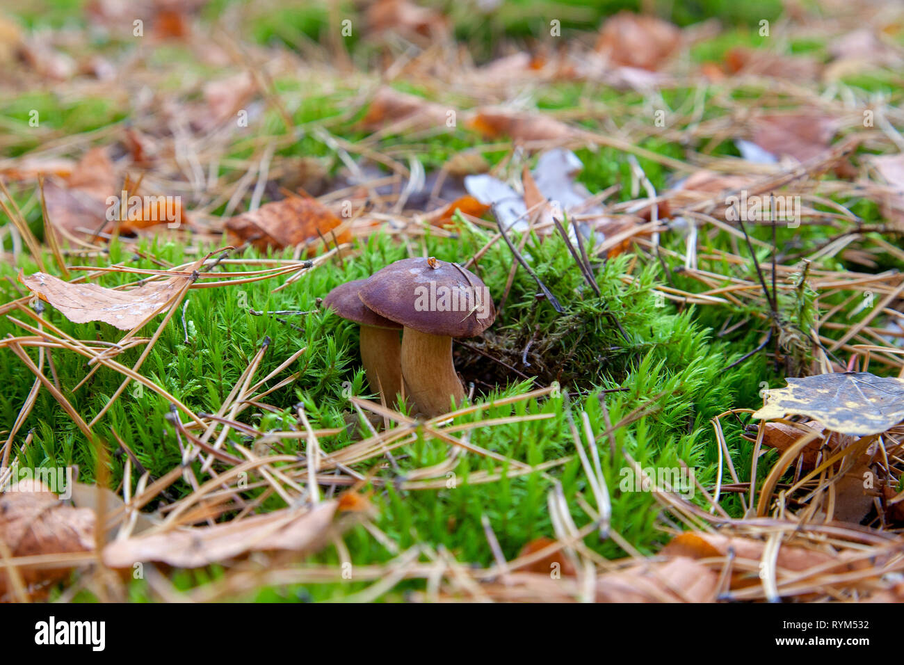 Edible wild mushroom with chestnut color cap growing among moss and pine needles in an autumn pine forest. Bay bolete  known as imleria badia or bolet Stock Photo