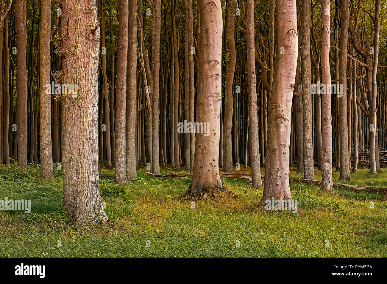 tree trunks in the ghost forest nienhagen germany Stock Photo