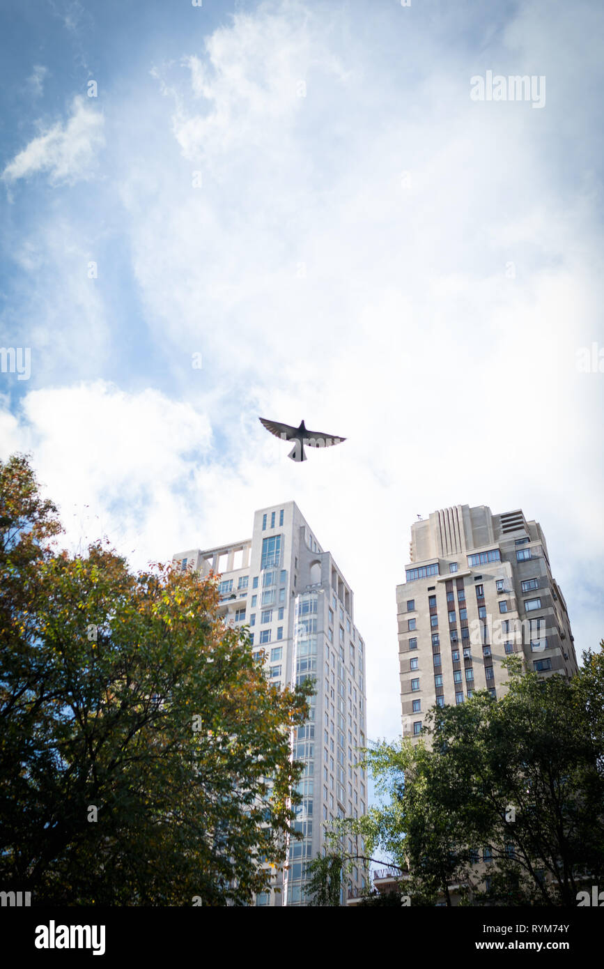 Small bird flying on background of green trees, blue sky and skyscrapers in Central Park, New York, USA. Stock Photo
