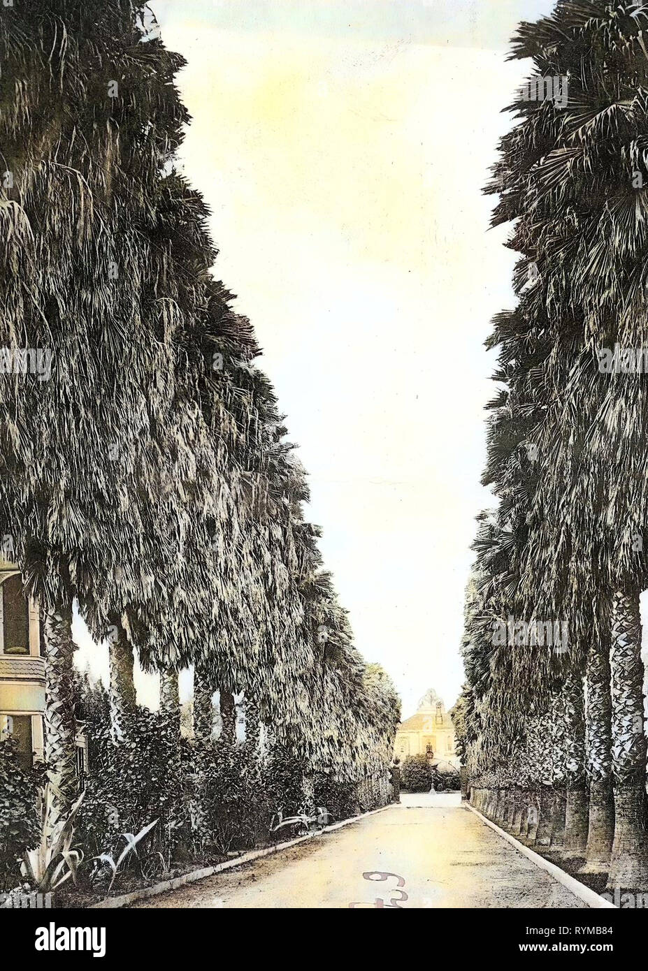 Avenues in the United States, History of Los Angeles, 1905, California, Los Angeles, Palm Drive Stock Photo