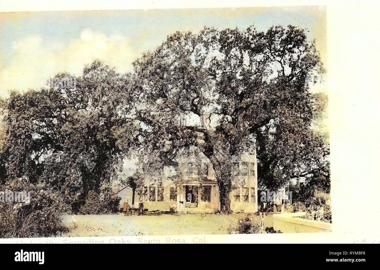 Buildings in Santa Rosa, California, Trees in California, Flora of ...