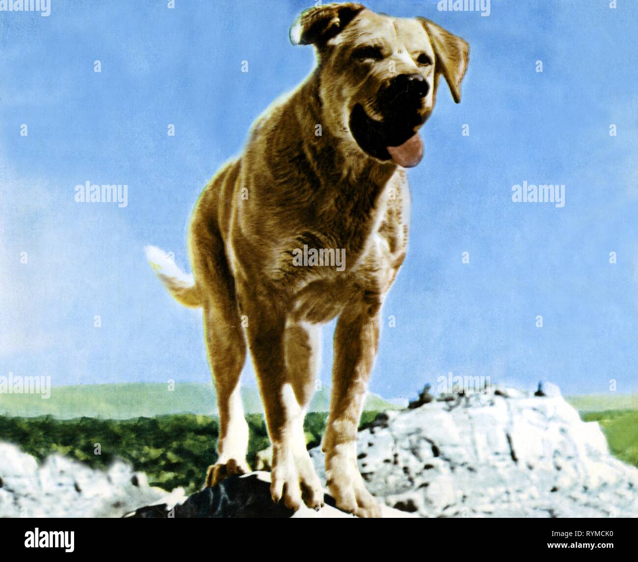 DOG, OLD YELLER, 1957 Stock Photo