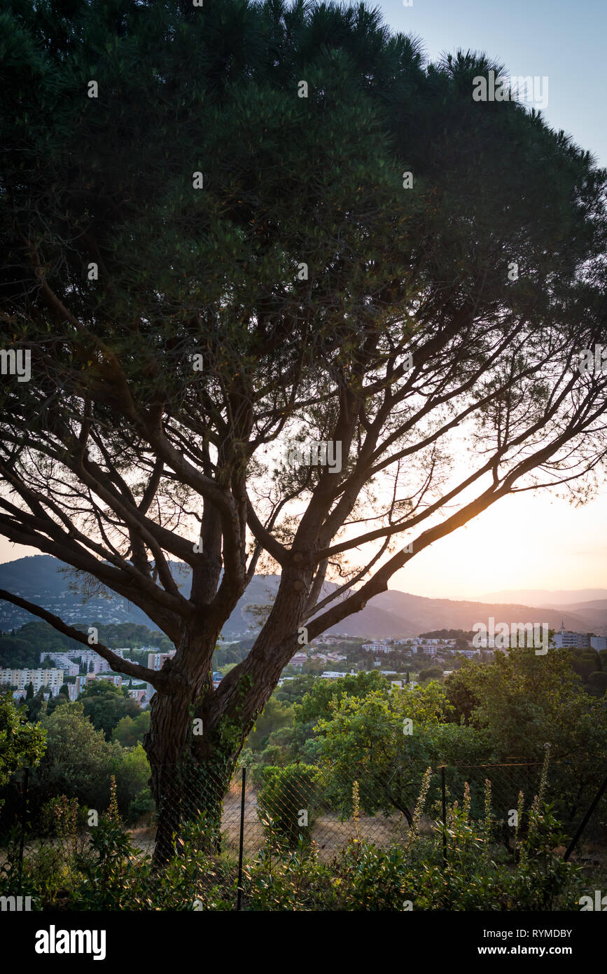 Big tree in the park with view on city hills and sunset. Sunlight rays falling on branches of tree and hills on background. Stock Photo