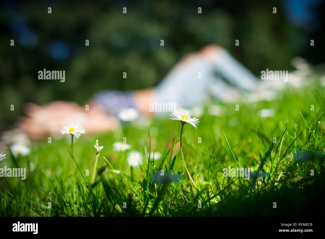 Chamomile flowers on green field in warm summer day on foreground. Young woman lying on the grass and big trees on blurred background. Stock Photo
