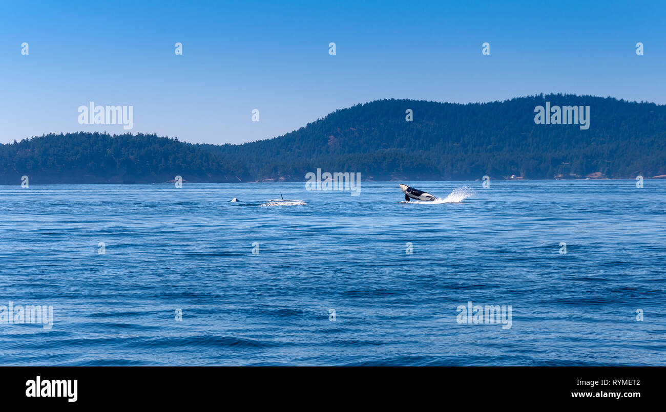 An Orca is jumping out of the water. Picture taken near Vancouver Island. Stock Photo