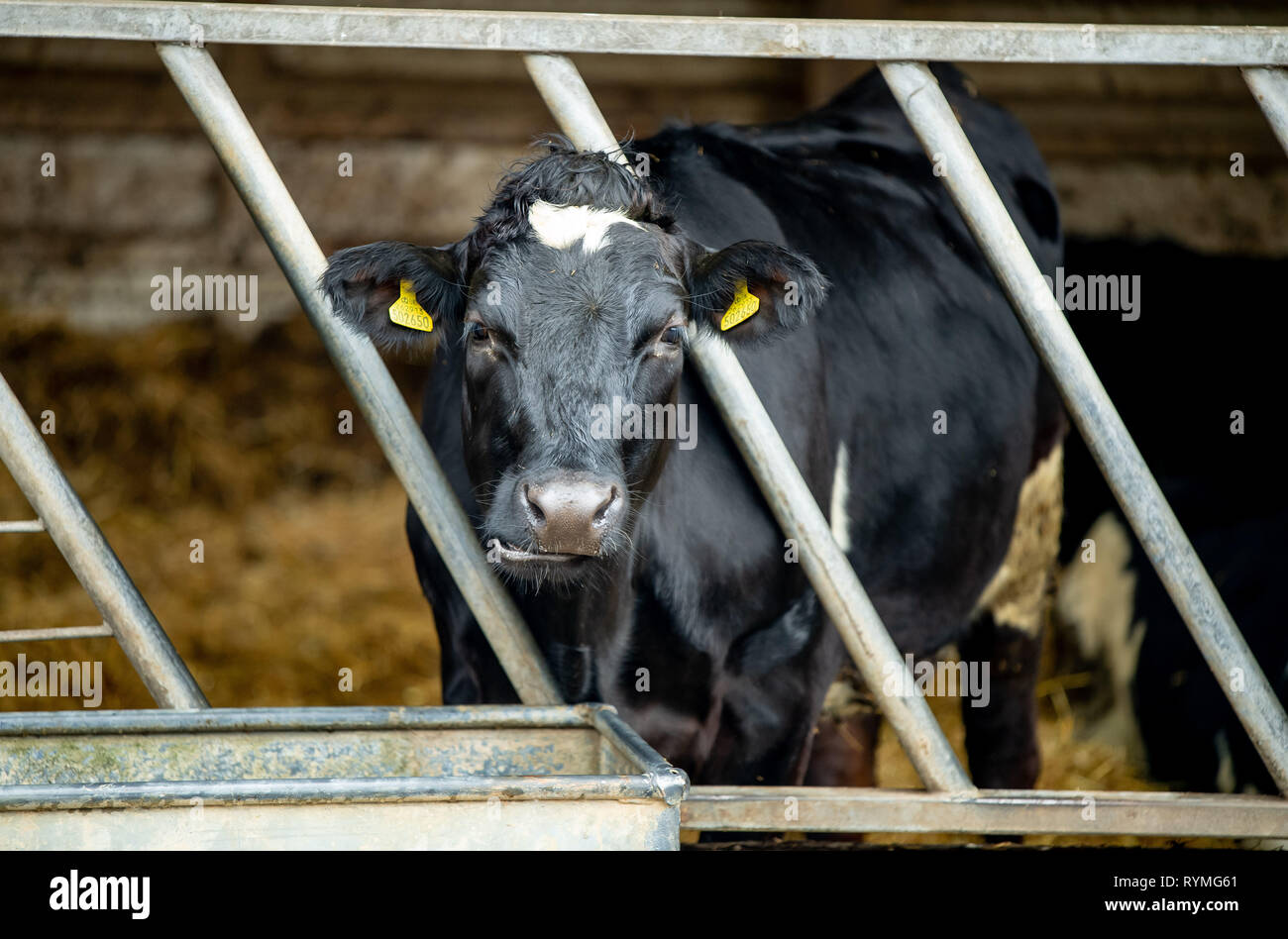 A cow peering through metal bars whilst eating some food. Stock Photo