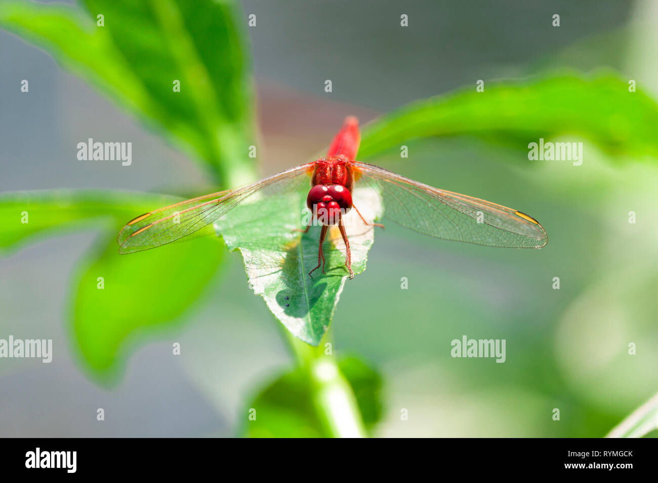 African hawker hires stock photography and images Alamy