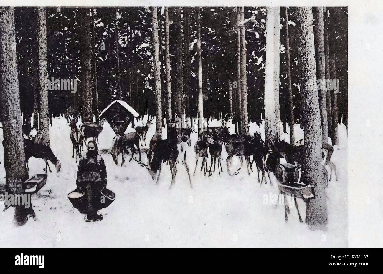 Tharandter Wald, Postcards of deer, Cratches in Germany, 1908, Landkreis Mittelsachsen, Hetzdorf, Herrndorf, Wildfütterung im Tharandter Wald Stock Photo
