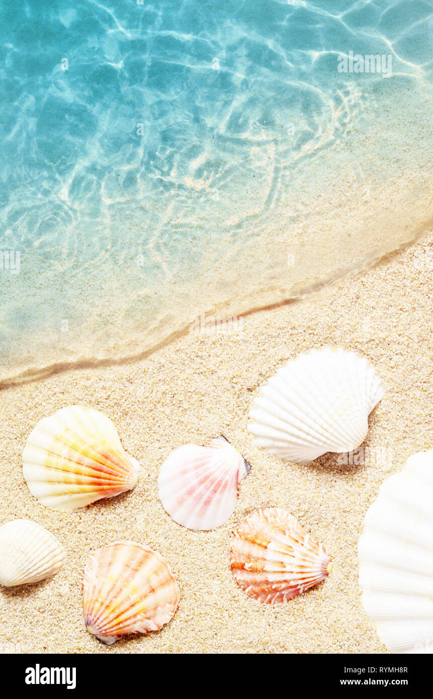 Premium Photo  Sea rope with many different sea shells on the sea sand on  a blue wooden background