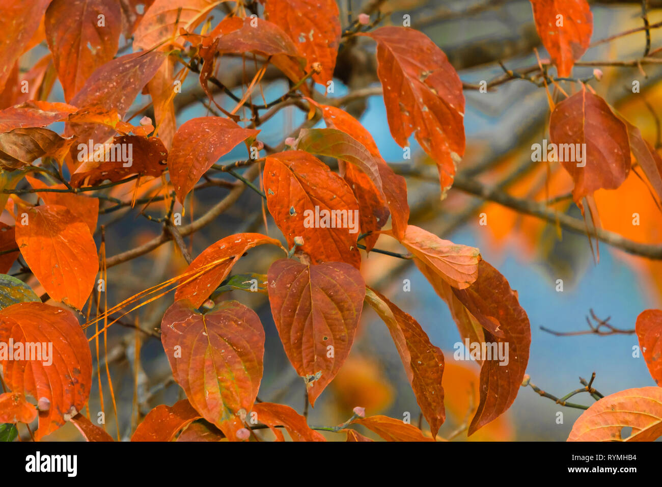 Fall color of NC. simple photo of the color of leaves in late fall in ...