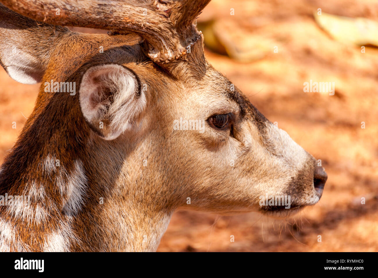 A Deer - Head View Stock Photo
