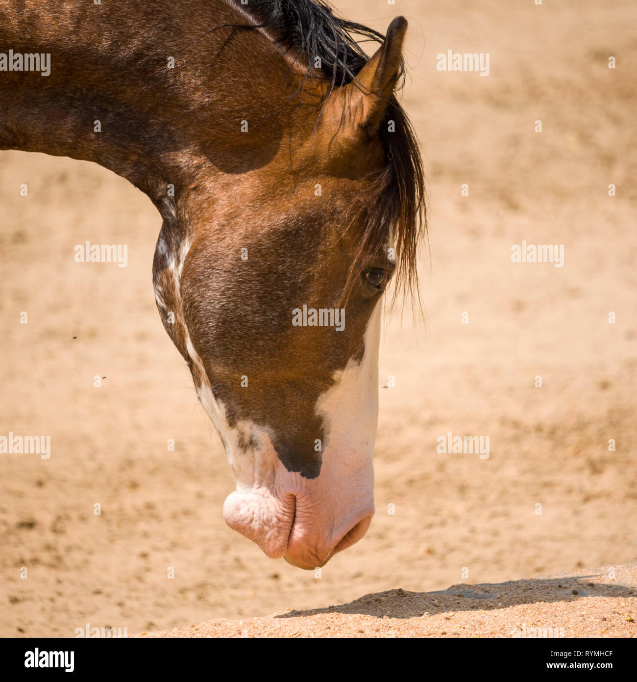 A Horse Head View Stock Photo Alamy