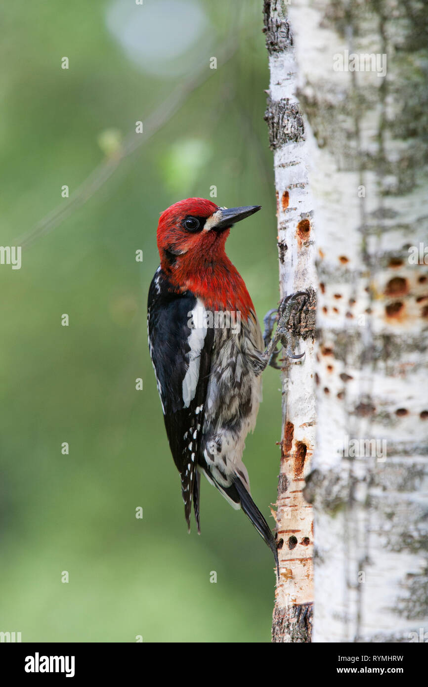 Red-breasted Sapsucker, Sphyrapicus ruber, Northern species feeding on a tree in Saanichton district Vancouver Island, British Columbia,Canada Stock Photo