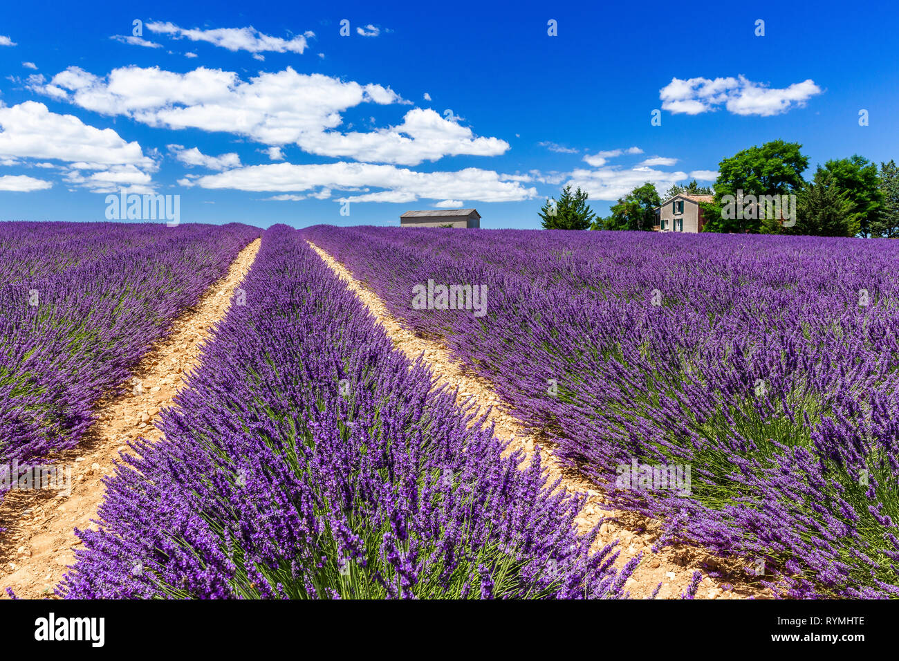Valensole Countryside Hi res Stock Photography And Images Alamy valensole-countryside-hi-res-stock-photography-and-images-alamy