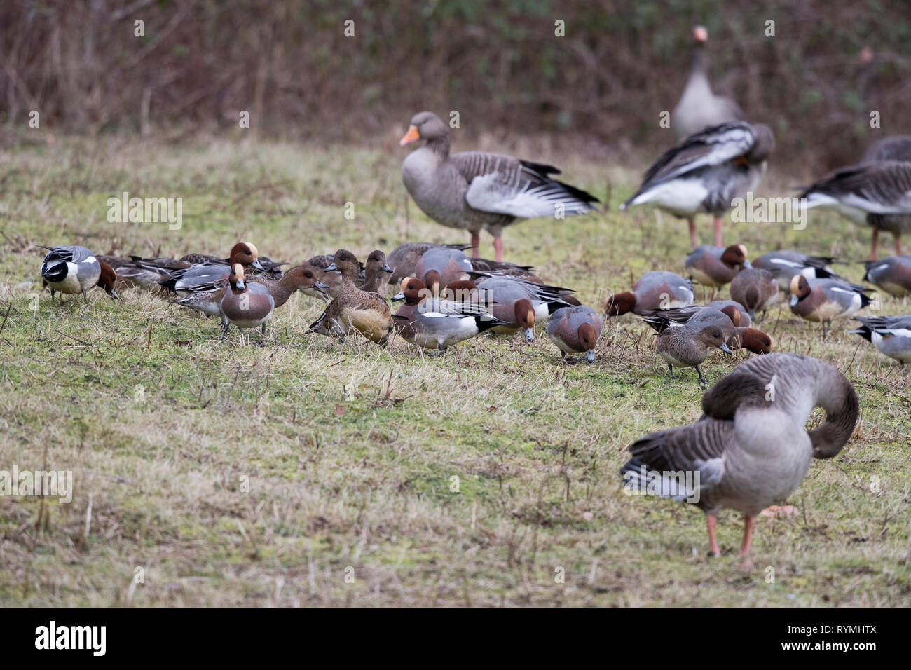 Wigeon, Anas Penelope, feeding with Greylag geese at a reserve in Mid Wales, uk Stock Photo
