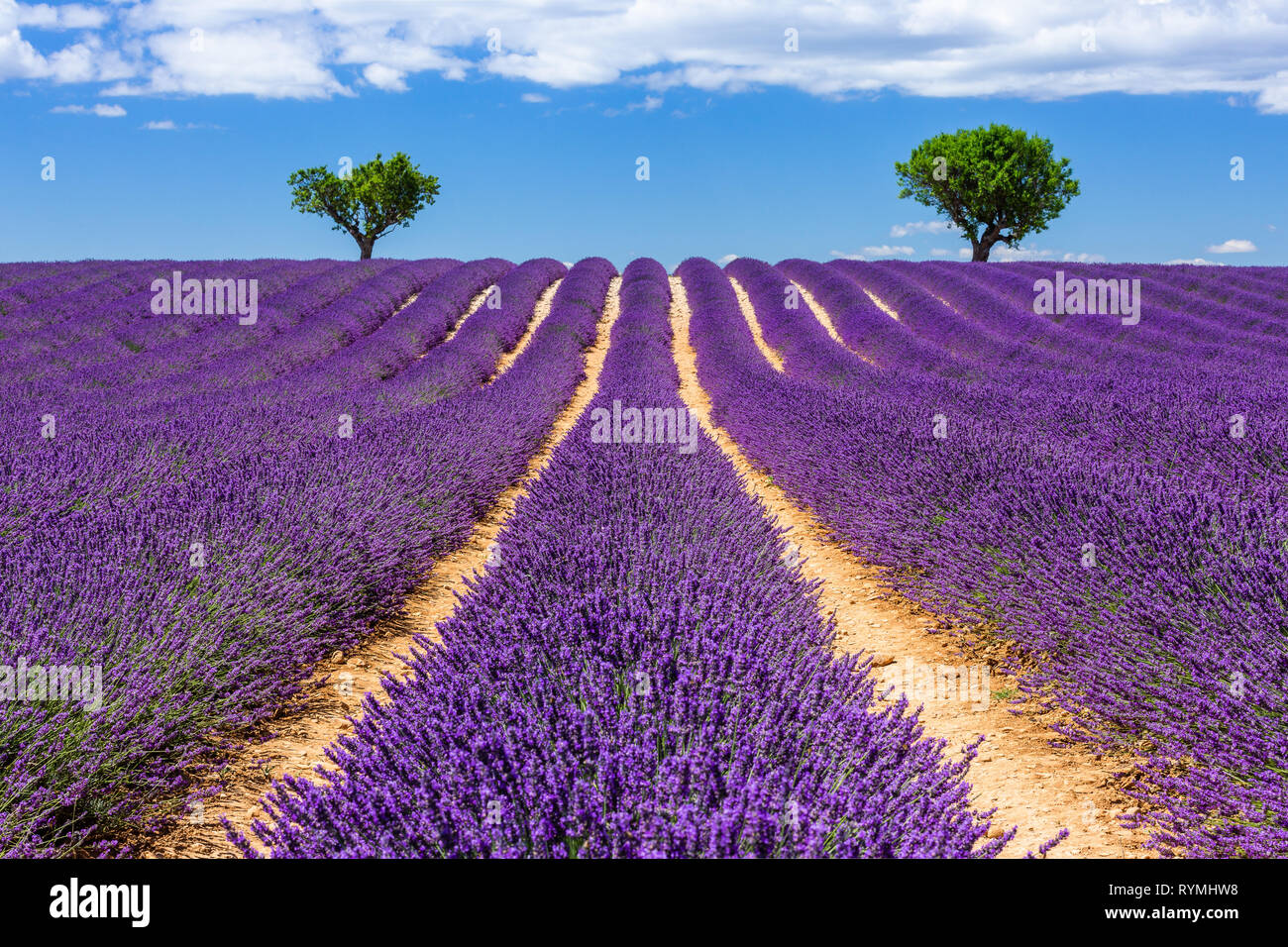 Provence, France. Lavender fields on the Plateau of Valensole. Stock Photo