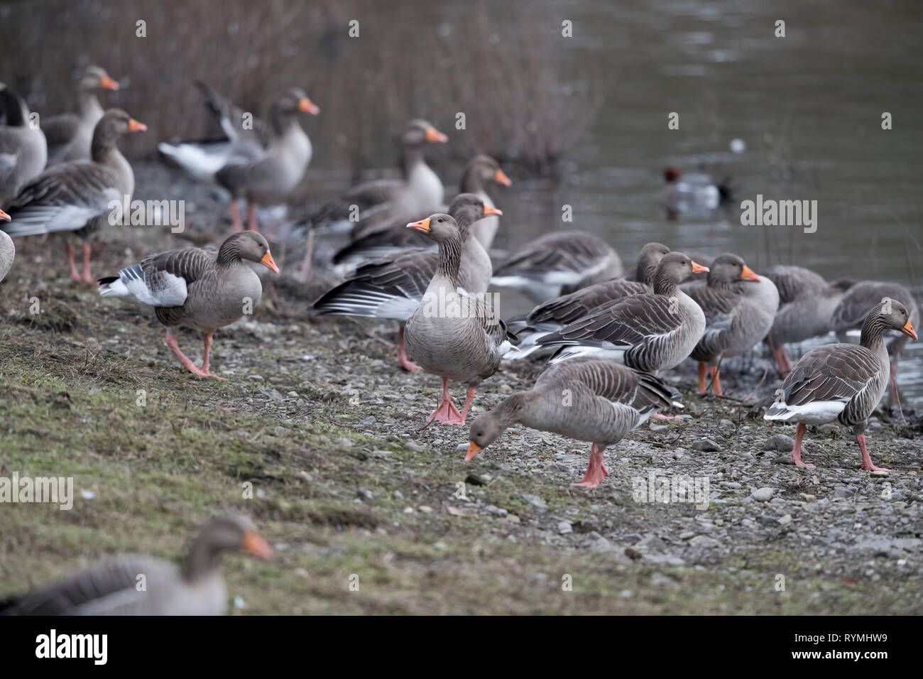 Greylag Geese, Anser anser, on a lake Bank, Mid Wales, uk Stock Photo