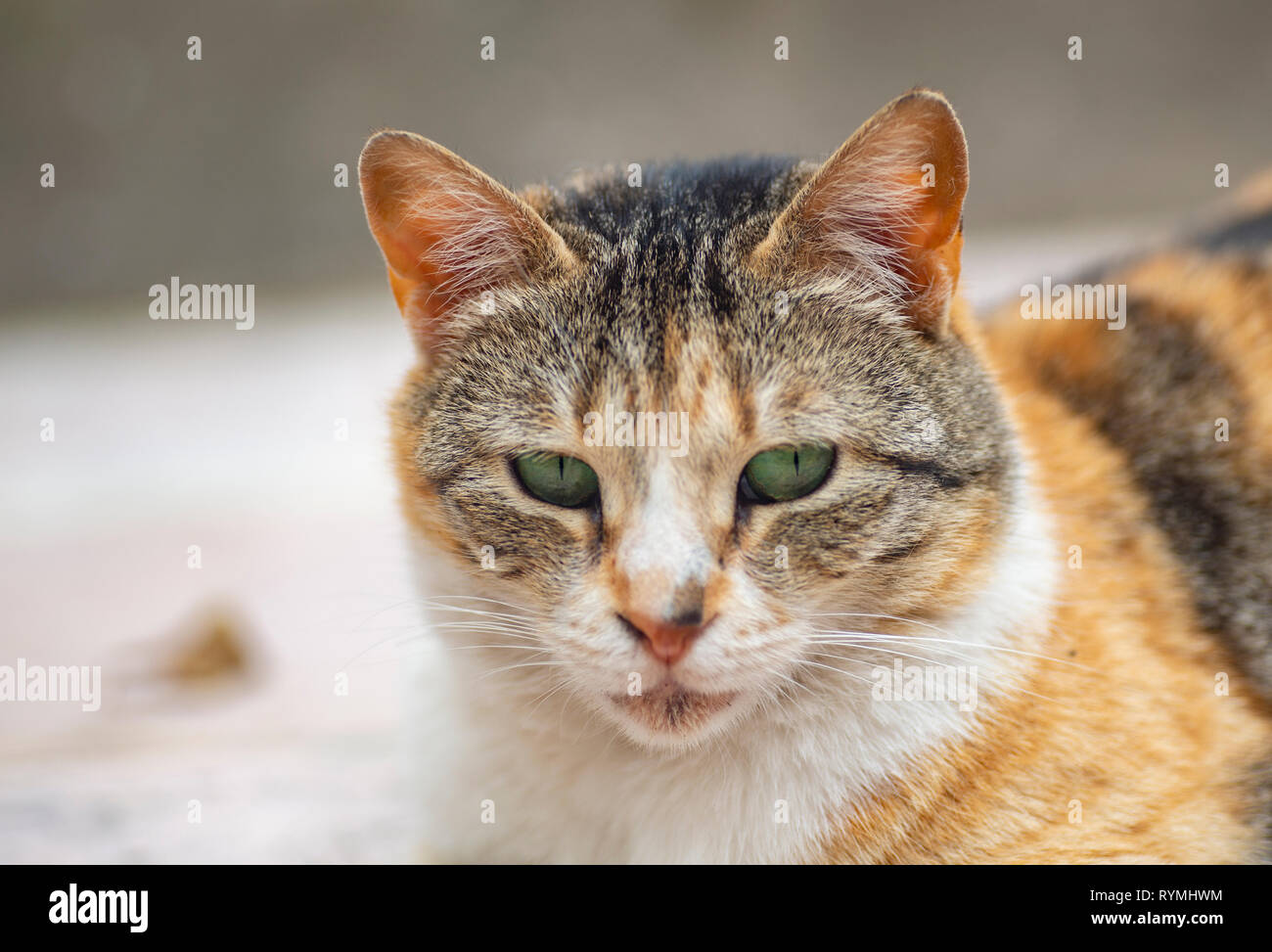 Green Eyed Squinting Cat. Stock Photo