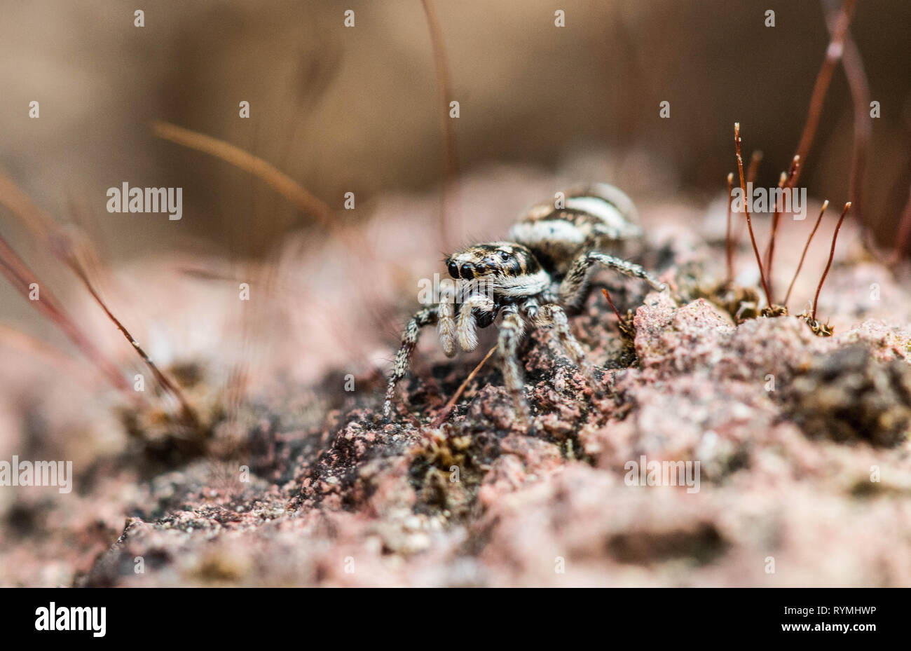 Zebra Back Spider Stock Photo