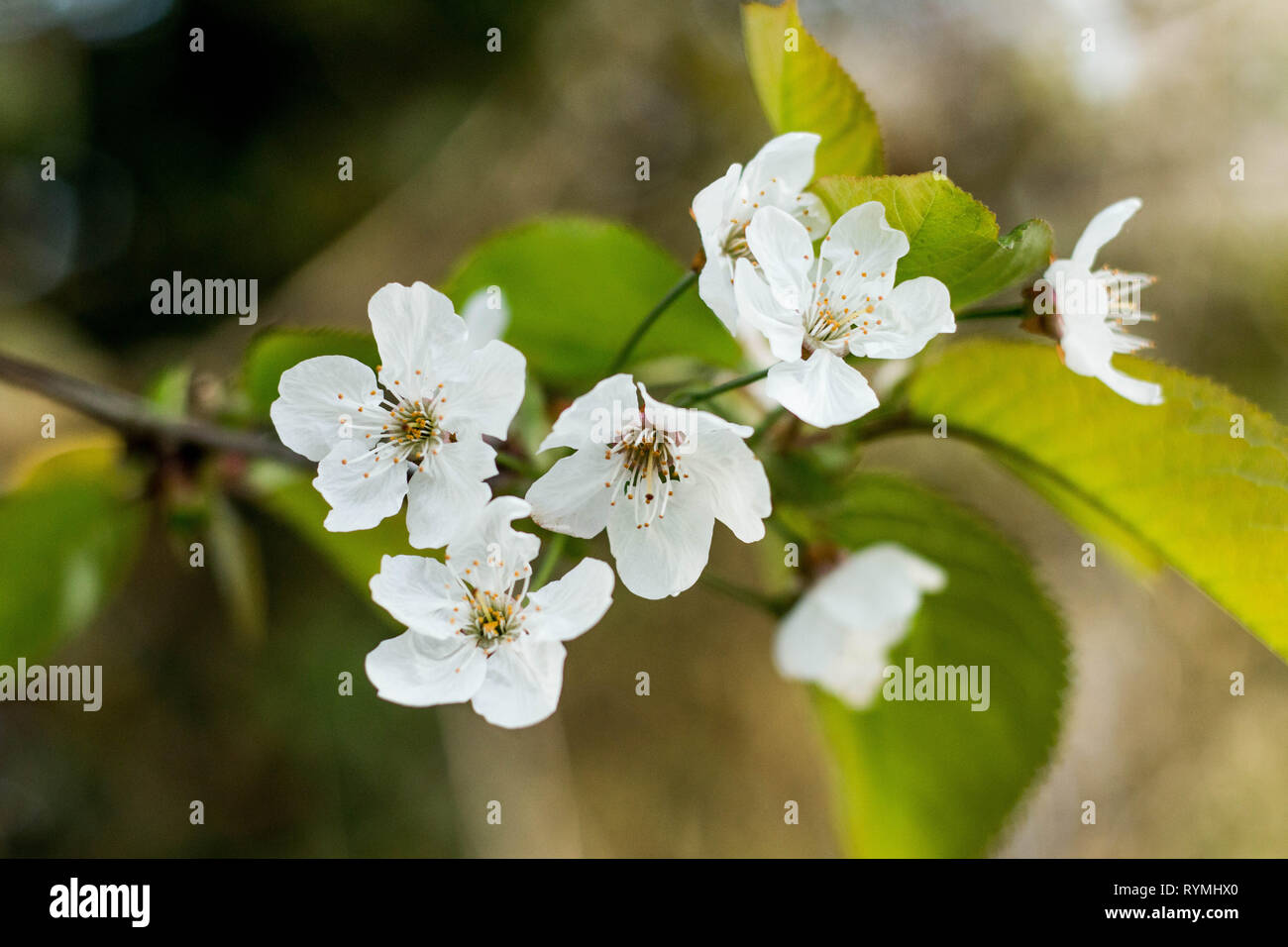 White cherry blossom tree UK Stock Photo