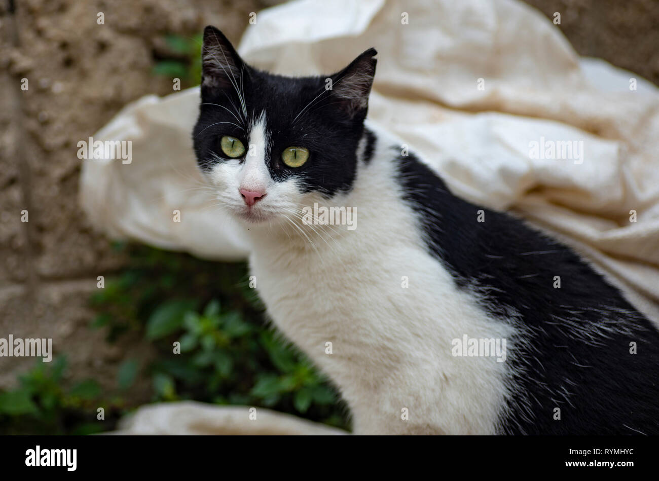 Inquisitive Cat - Mouser Stock Photo