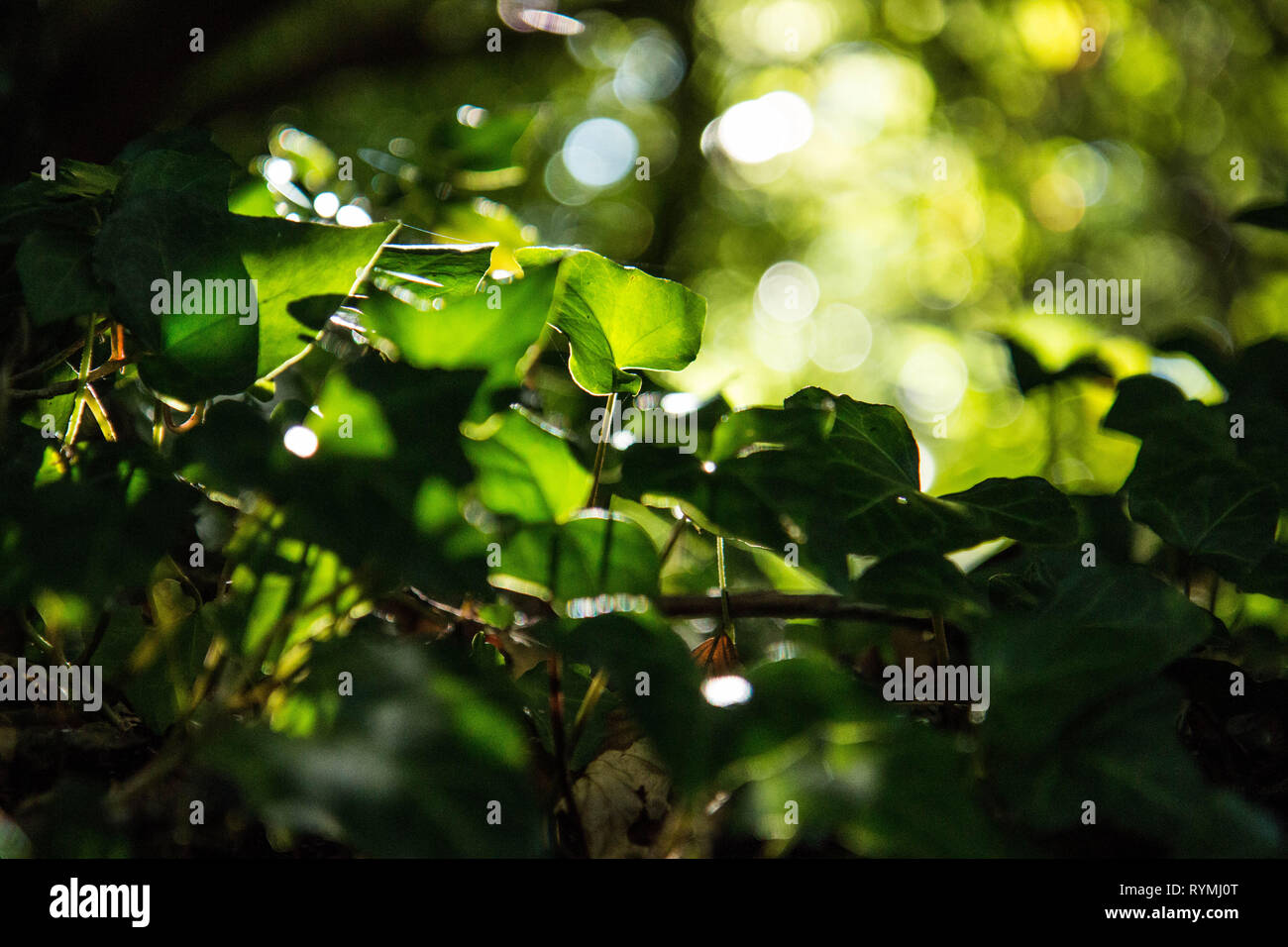 Ground creeping Ivy Stock Photo