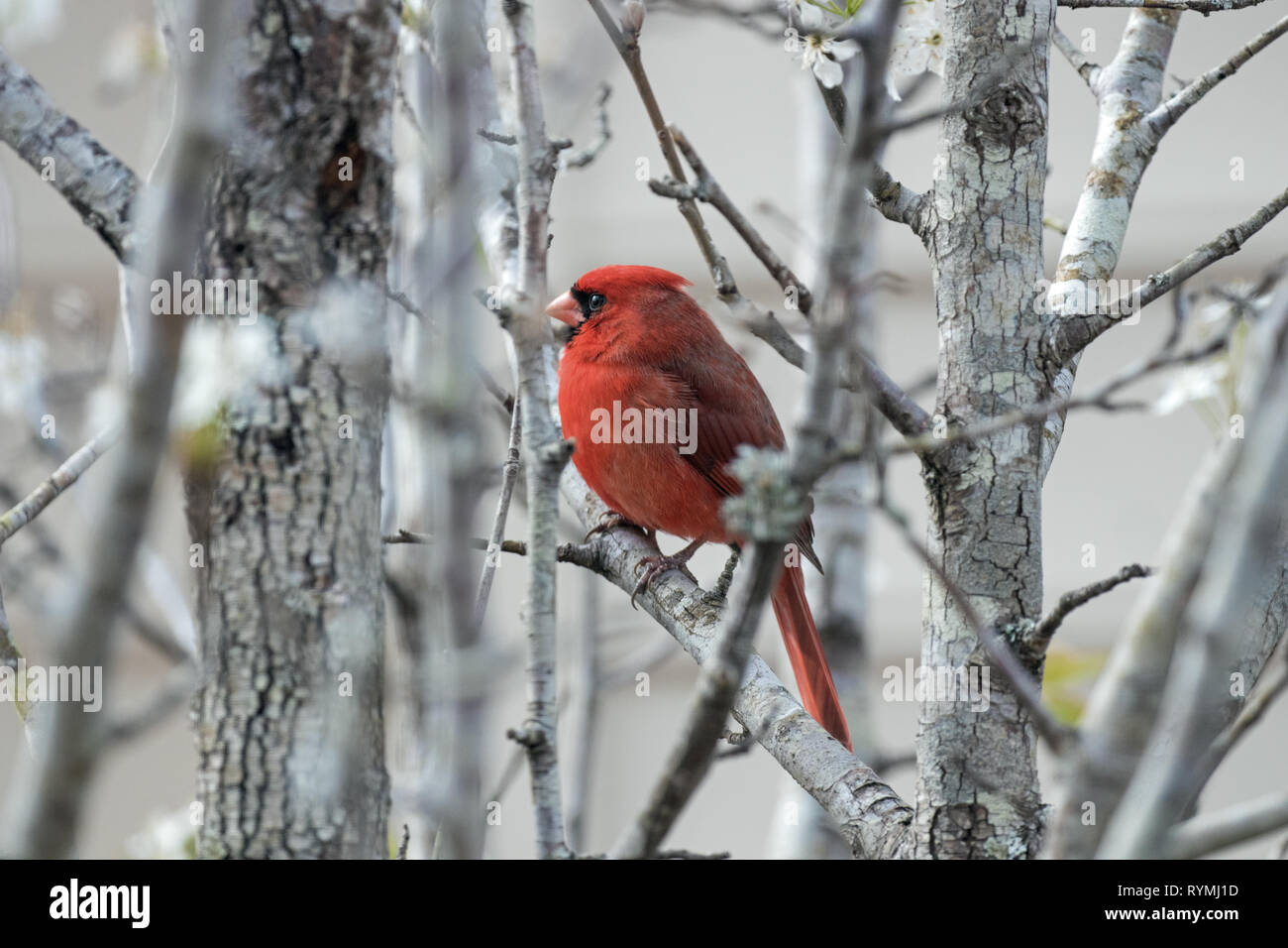 Cardinals in the spring Stock Photo