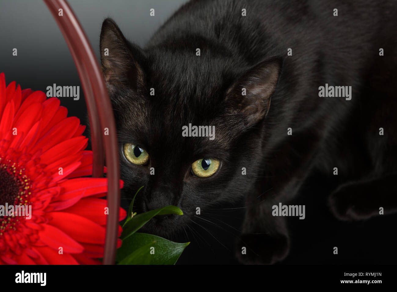 Closeup of an european black cat on black background hiding behind a