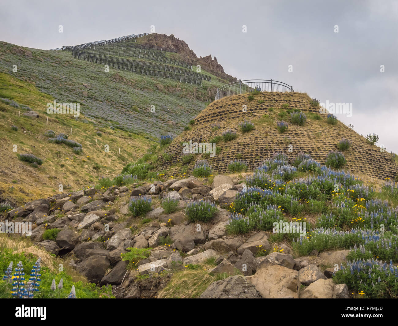 Lupine covered slopes and fenced viewpoint below avalanche protection system barrier in the mountains above Siglufjörður (Siglufjordur) Iceland Stock Photo