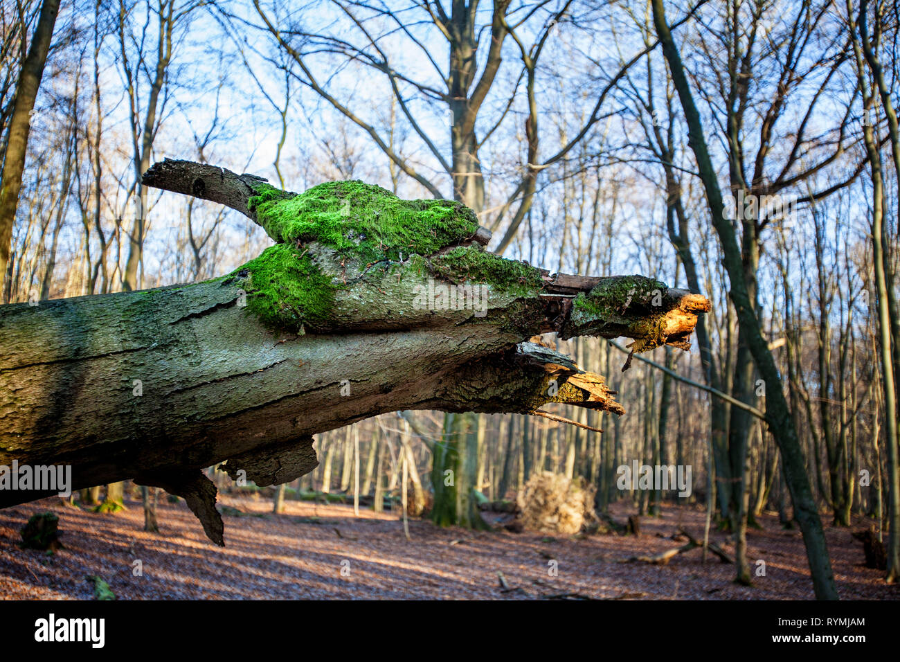 Dragon head in a tree, Primeval forest Urwald Sababurg, Hofgeismar, Weser Uplands, Weserbergland, Hesse, Germany Stock Photo