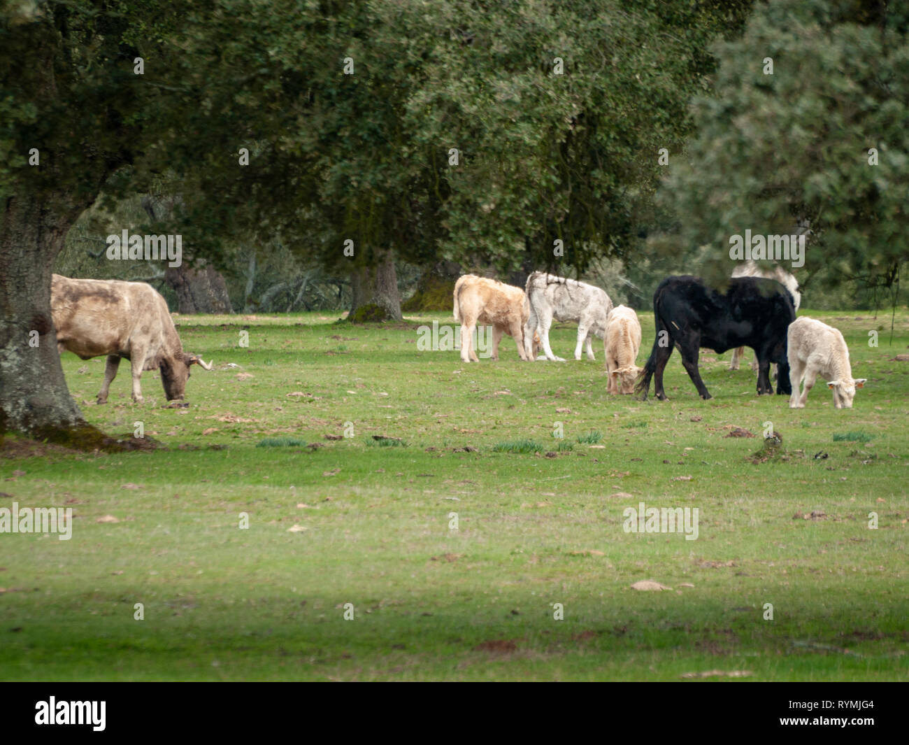 A herd of cows grazing in the dehesa in Salamanca (Spain). Concept of extensive organic livestock Stock Photo