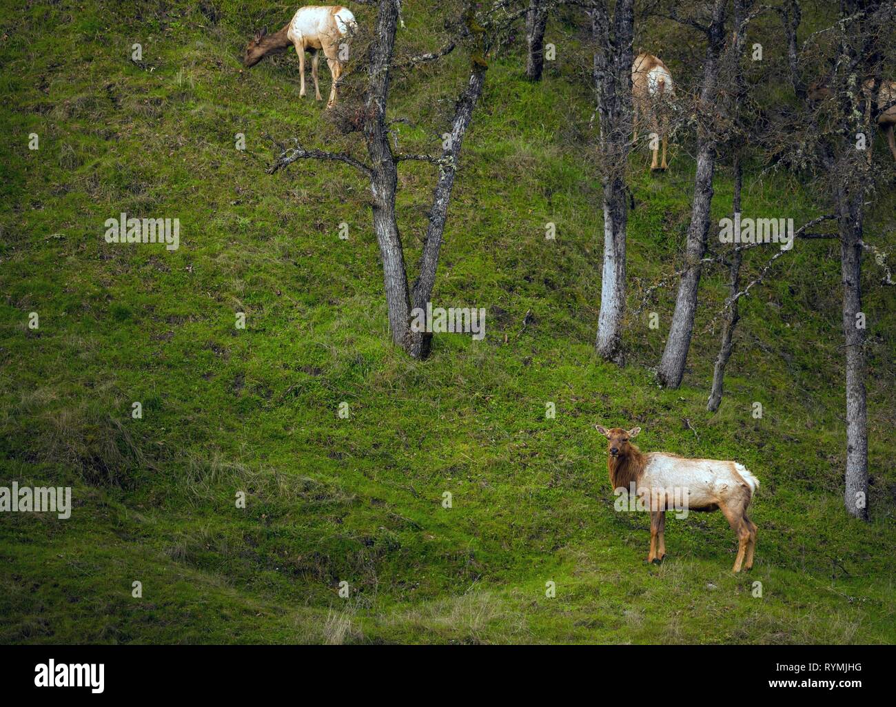 A herd of Roosevelt Elk graze along the Red Bud Trail Head in the Cache Creek Wilderness in Clearlake Oaks, California. Stock Photo