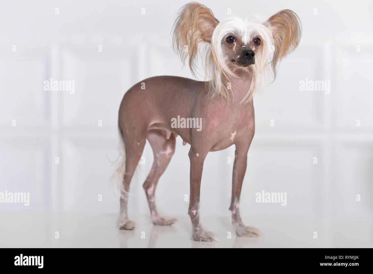 Close-up portrait of cute chinese crested dog on background Stock Photo