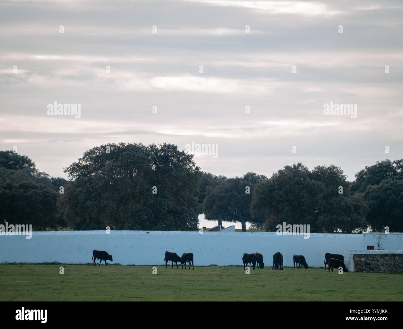Bulls of toro de lidia breed in the dehesa in Salamanca, Spain. Concept