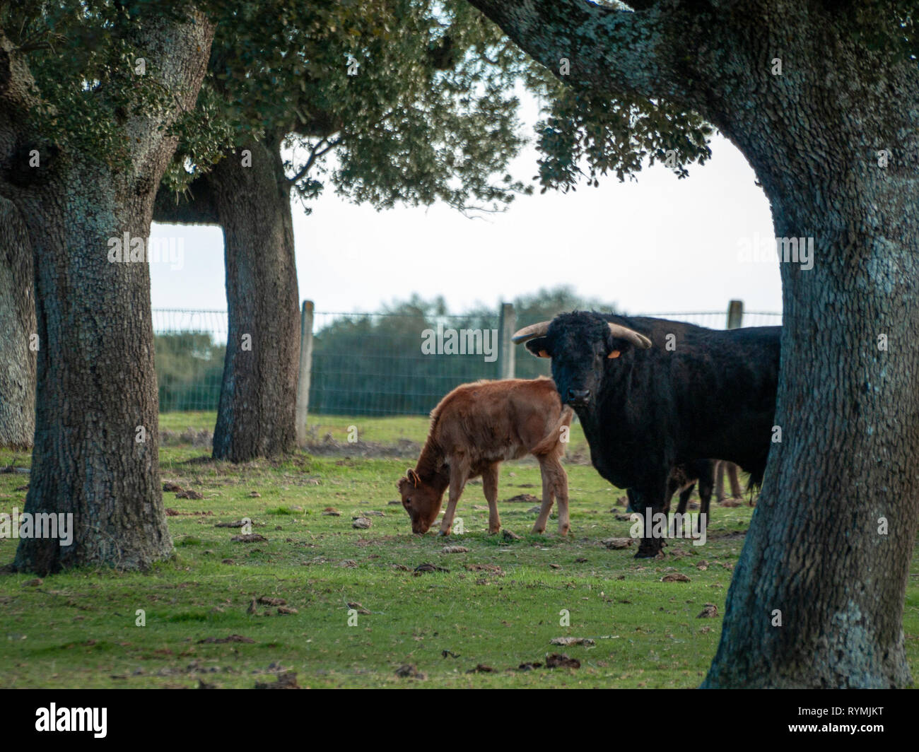 Bulls of toro de lidia breed in the dehesa in Salamanca, Spain. Concept of extensive livestock farming Stock Photo