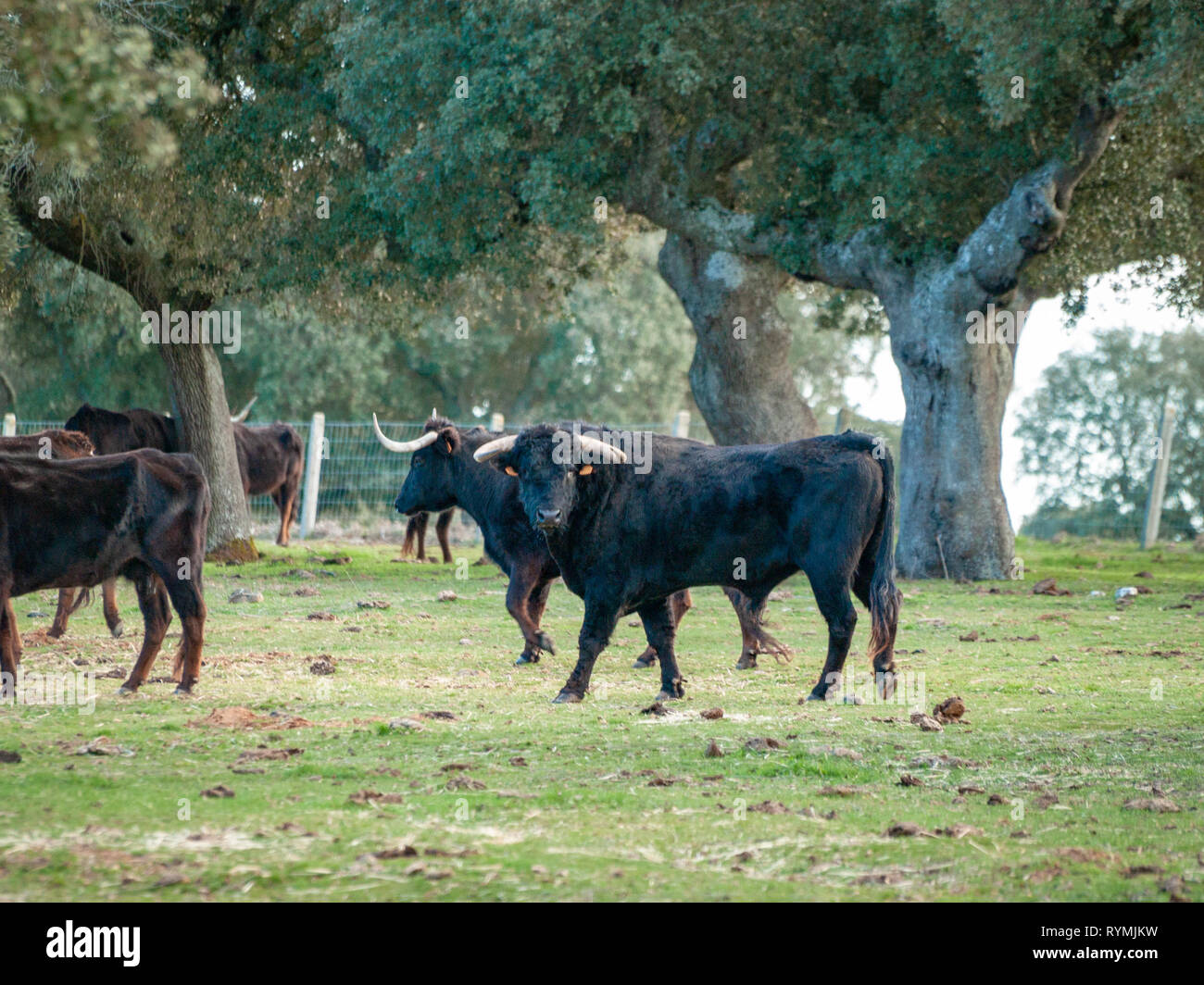 Bulls of toro de lidia breed in the dehesa in Salamanca, Spain. Concept of extensive livestock farming Stock Photo